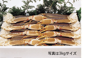 生赤イカを使った料理のイメージ